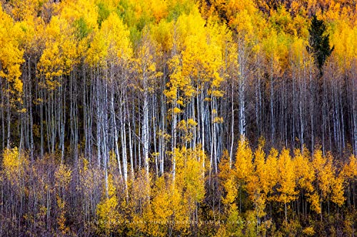 Печат на снимки гори (без рамка) Изображение на дървета, Трепетлика, фигуриращи като отражение на склона на планината късно следобед в Maroon Bells, Стенно изкуство на Скалистите планини в Колорадо, е Естествен декор