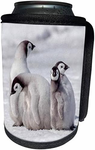 3россировать Антарктида. Императорският пингвин търси мацки. - Опаковки за бутилки-охладители (cc-366285-1)