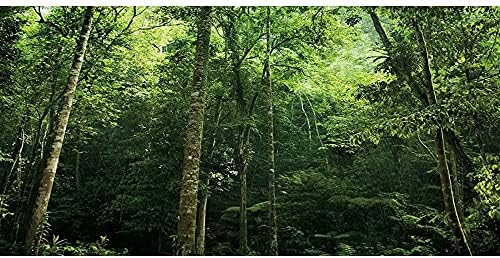 AWERT 24x12 инча Тропическата Гора на Фона на Терариума Тропически Растения на Фона на Горското Аквариум Зелено Дърво на Фон на околната Среда на Влечуги Винил